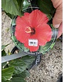 'DARK HEART' TROPICAL HIBISCUS, 2 GALLON