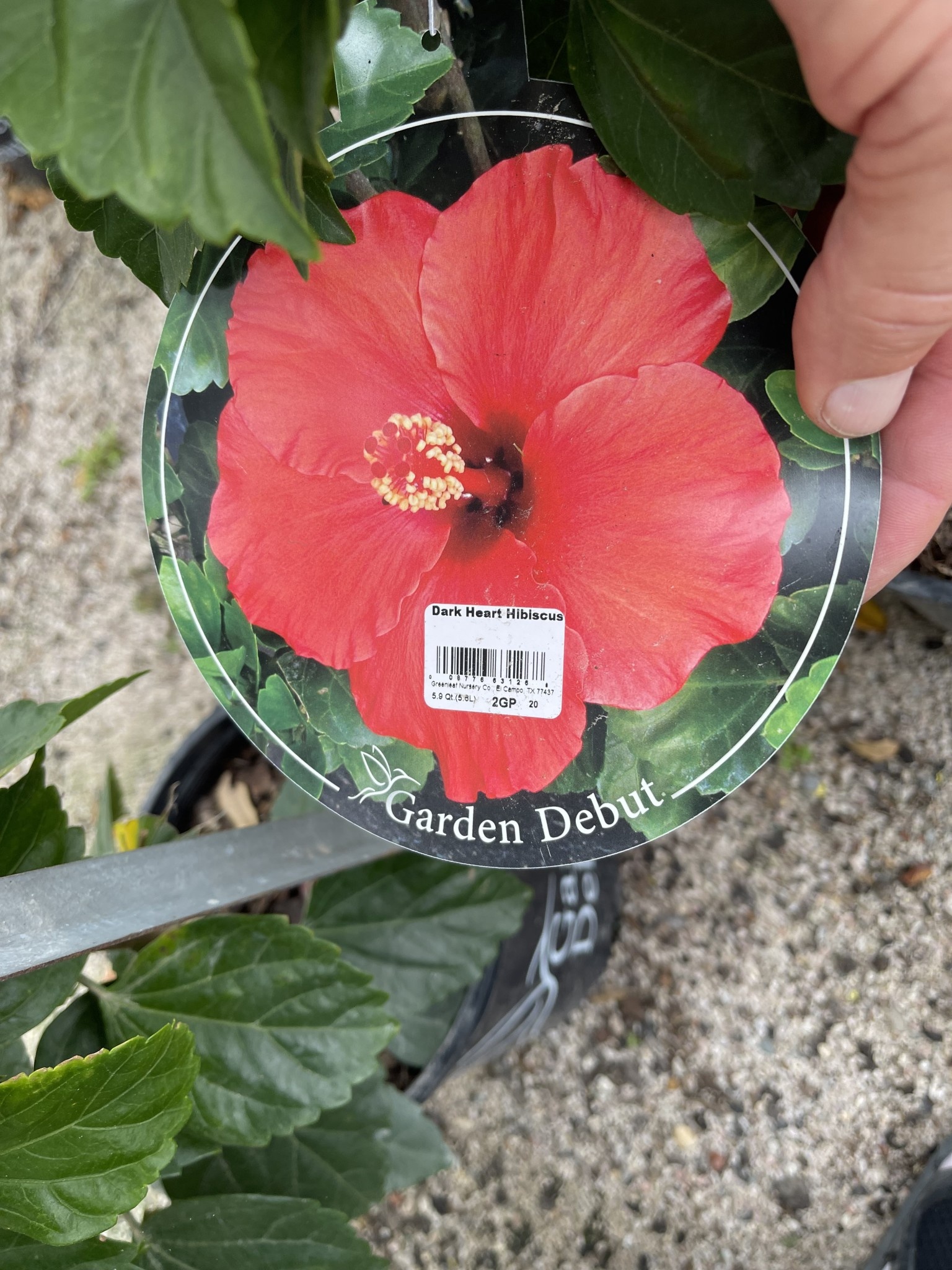 'DARK HEART' TROPICAL HIBISCUS, 2 GALLON