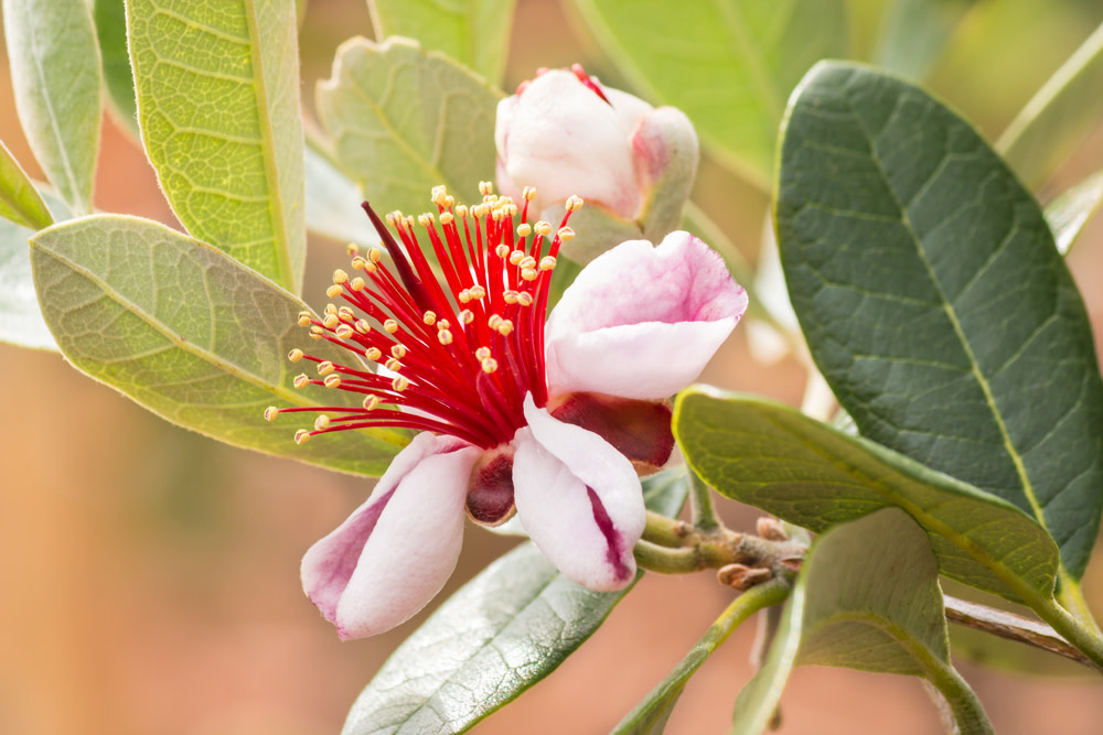 Pineapple Guava 3 Gallon - Feijoa sellowiana