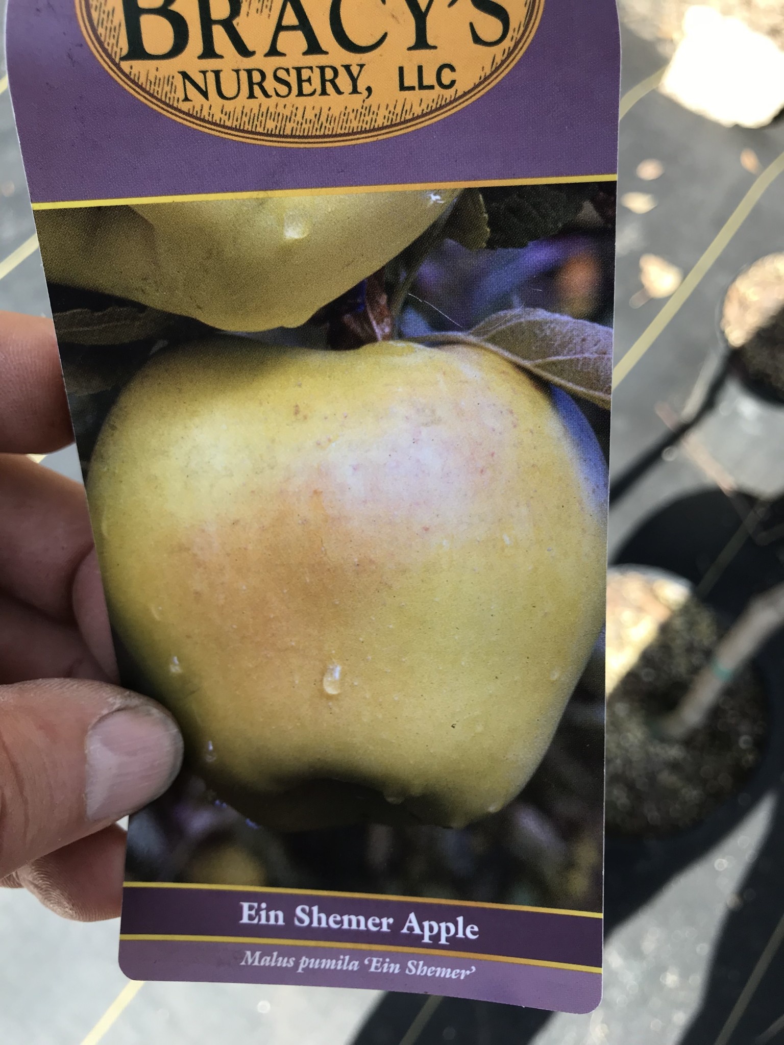 EIN SHEMER APPLE, 3 GALLON