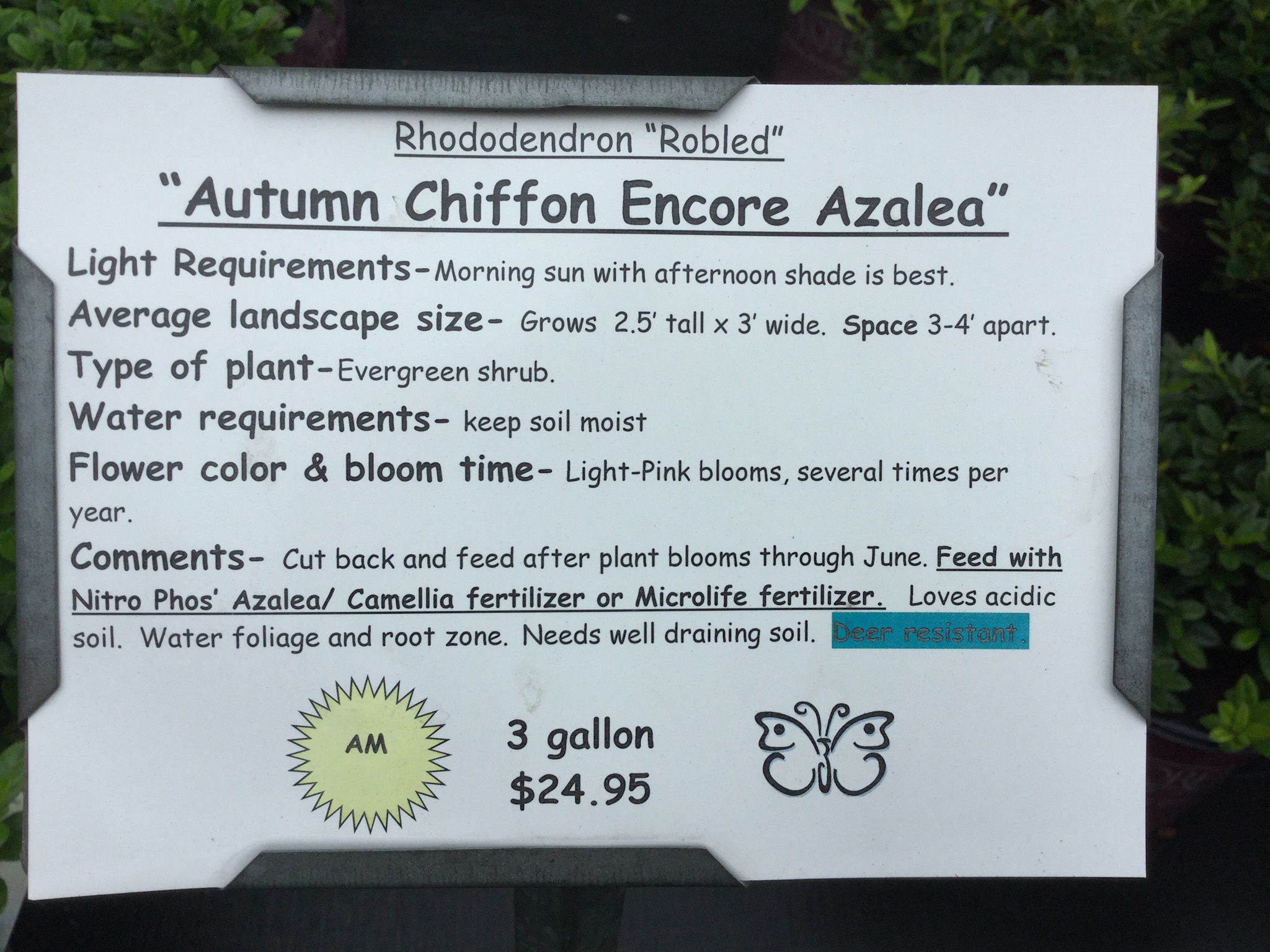 AZALEA, 'ENCORE, 'AUTUMN CHIFFON, 3G