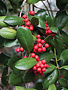 Holly 'Dwarf Burford' 7G