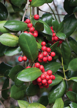DWARF BURFORD HOLLY PLANT, 7 GALLON