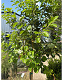 Chinese Fringe Tree 15 Gallon - Chionanthus retusus