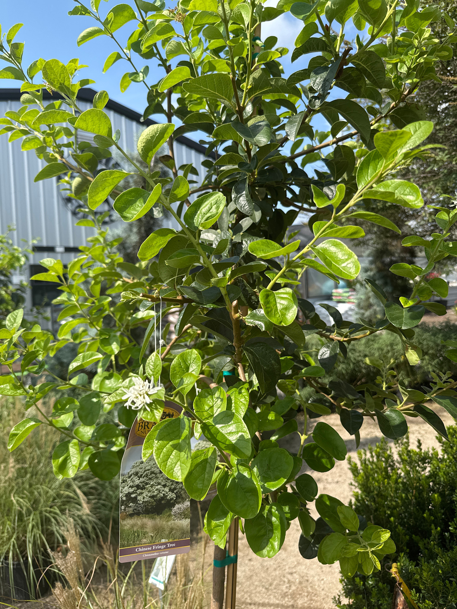 Chinese Fringe Tree 15 Gallon - Chionanthus retusus