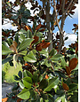DD BLANCHARD MAGNOLIA TREE, 200 GALLON
