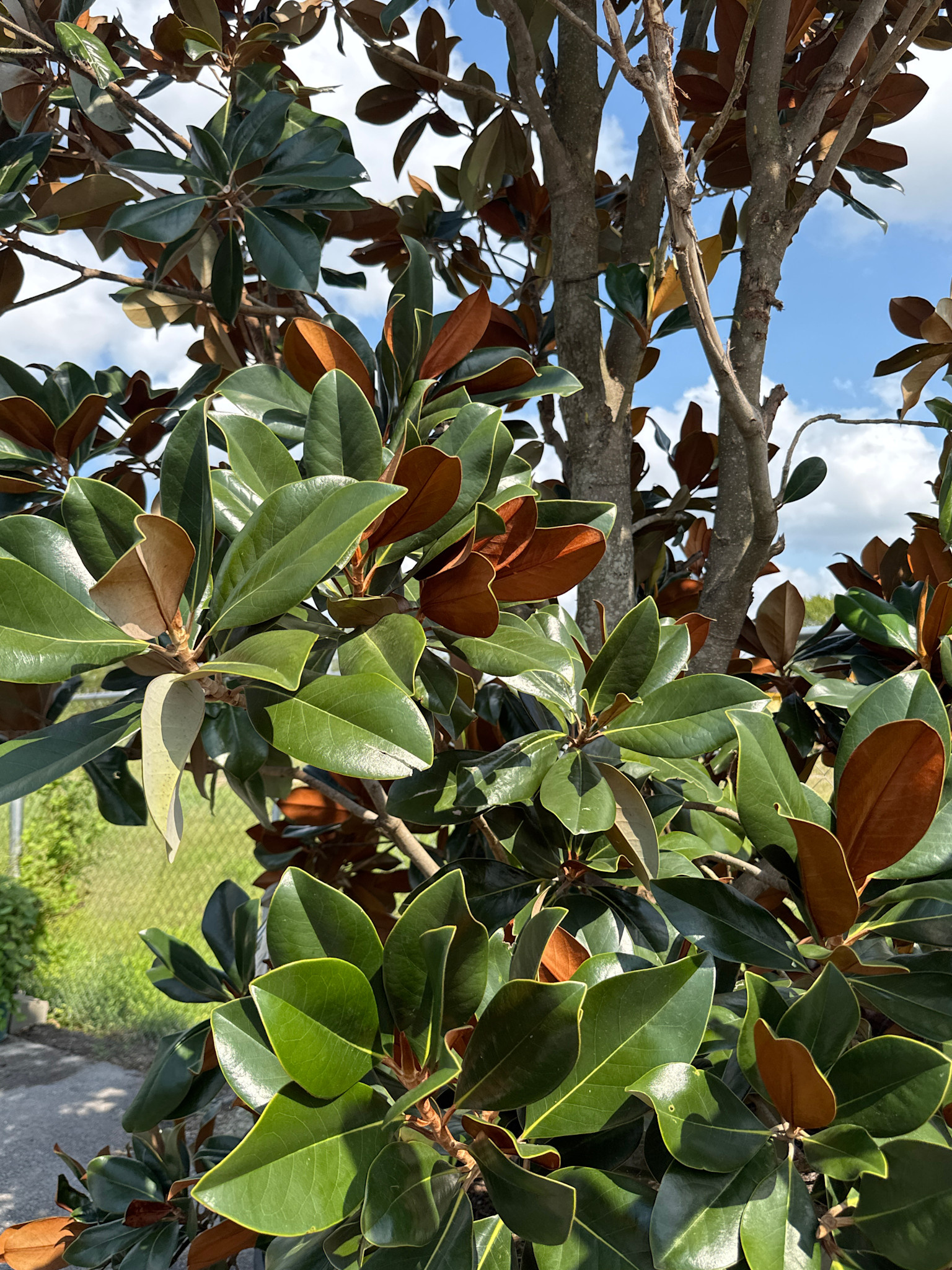 DD BLANCHARD MAGNOLIA TREE, 200 GALLON