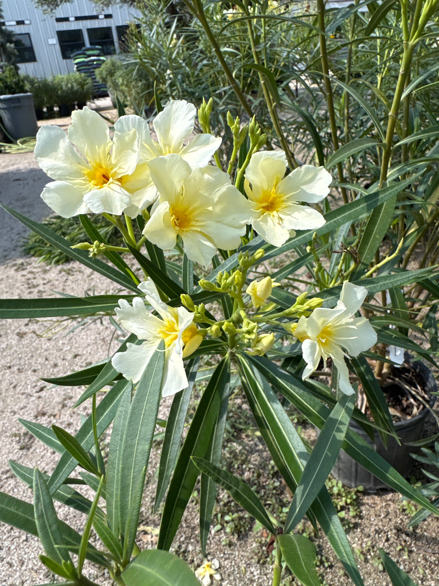 'YELLOW' OLEANDER, 3 GALLON