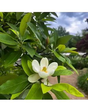 Magnolia 'Sweetbay' 30G