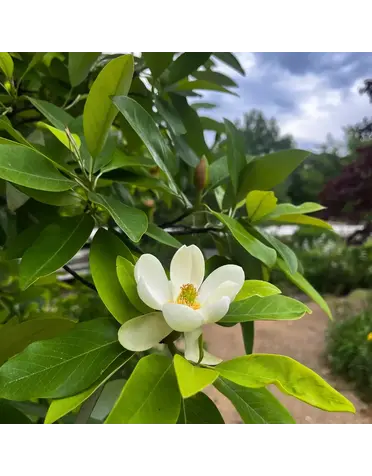Magnolia 'Sweetbay' 30G