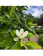 Sweetbay Magnolia 30 Gallon - Magnolia virginiana