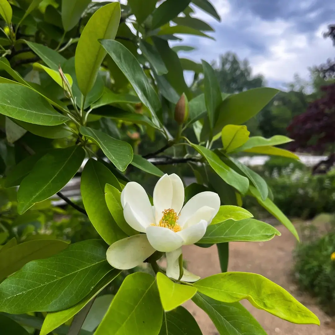 Sweetbay Magnolia 30 Gallon - Magnolia virginiana
