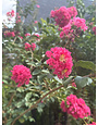 Tuscarora Crape Myrtle 15 Gallon - Lagerstroemia indica 'Tuscarora'