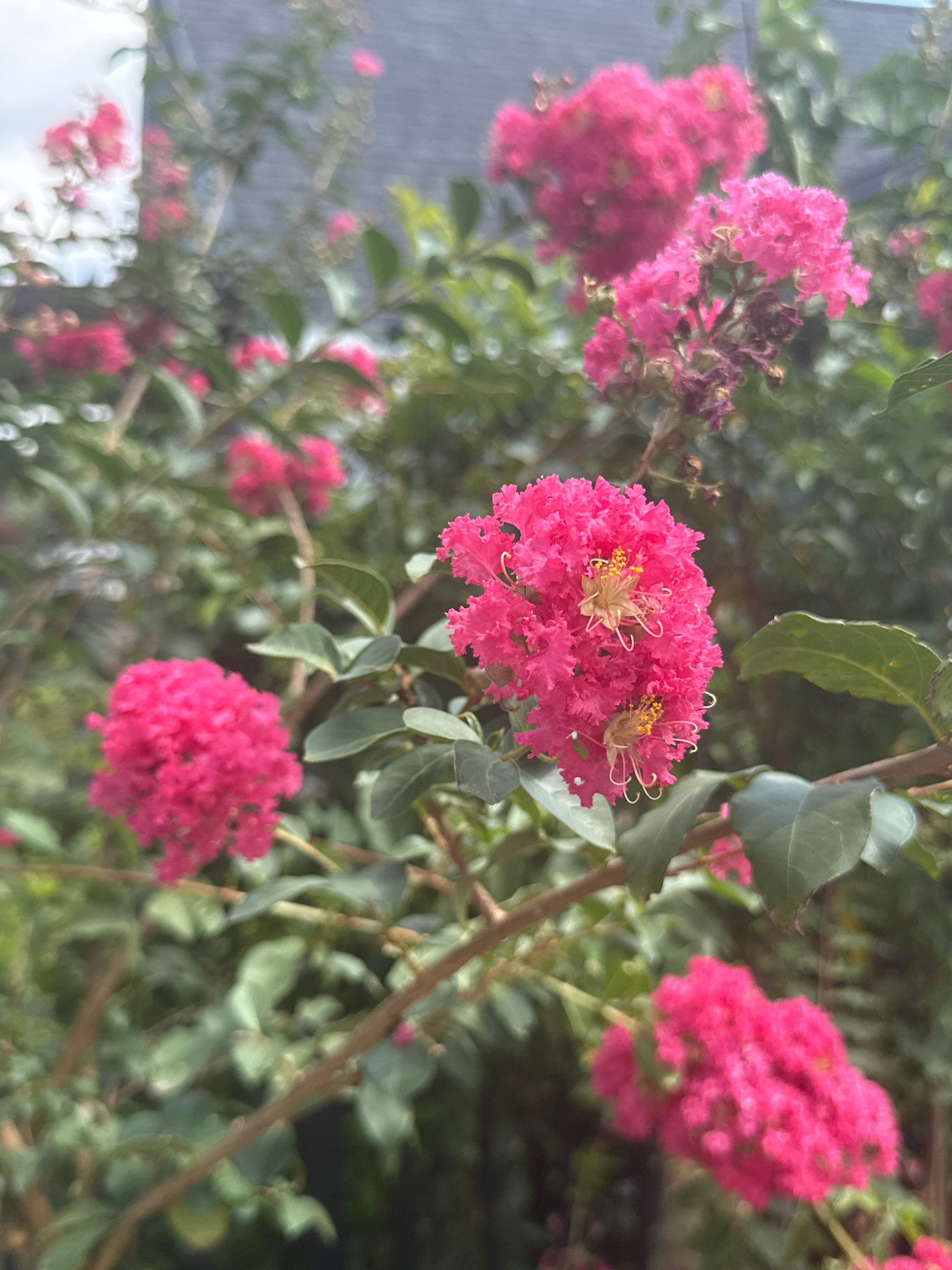 Tuscarora Crape Myrtle 15 Gallon - Lagerstroemia indica 'Tuscarora'