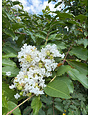 Natchez Crape Myrtle 15 Gallon - Lagerstroemia indica 'Natchez'