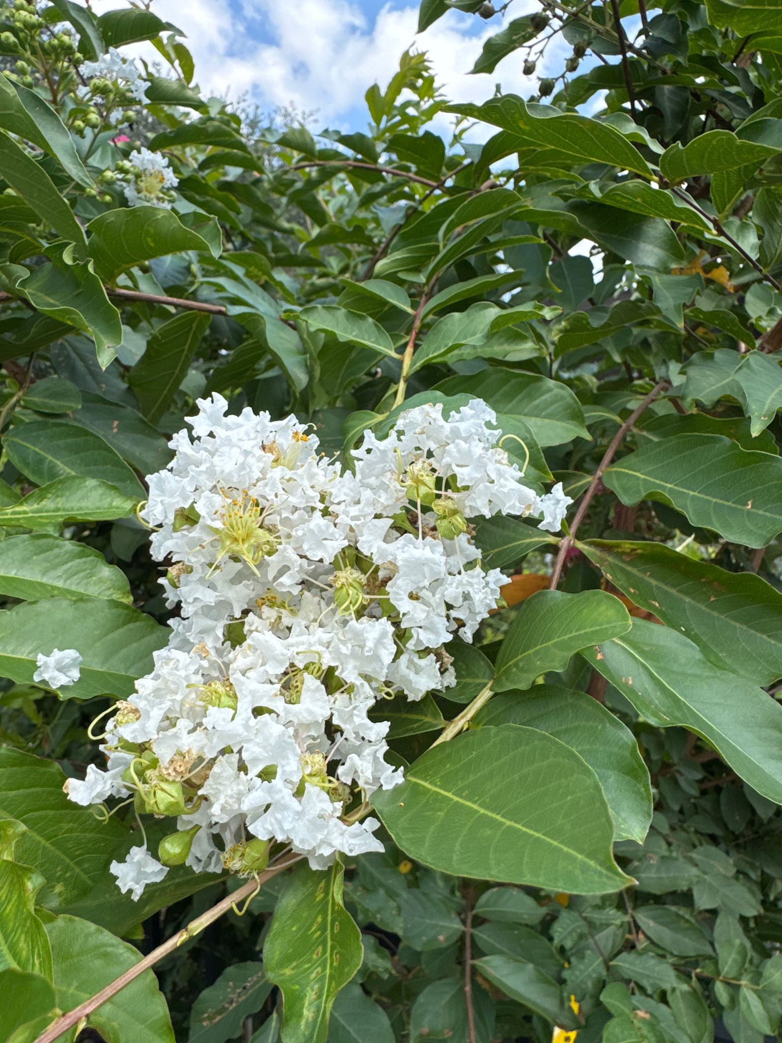 Natchez Crape Myrtle 15 Gallon - Lagerstroemia indica 'Natchez'