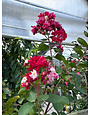 Dynamite Red Crape Myrtle 15 Gallon - Lagerstroemia indica 'Dynamite Red'