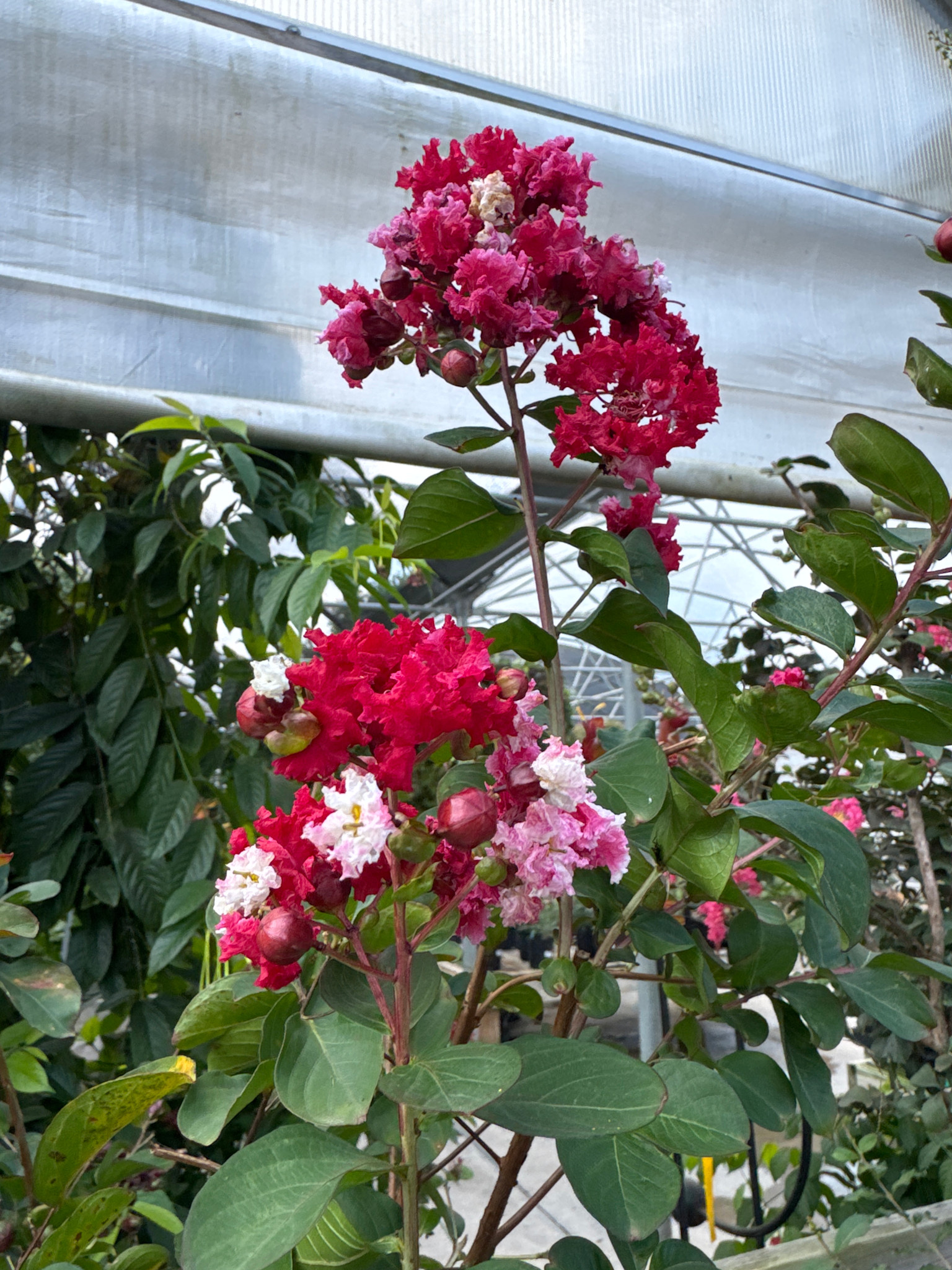 Dynamite Red Crape Myrtle 15 Gallon - Lagerstroemia indica 'Dynamite Red'