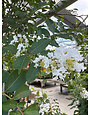 Natchez Crape Myrtle 30 Gallon - Lagerstroemia indica 'Natchez'