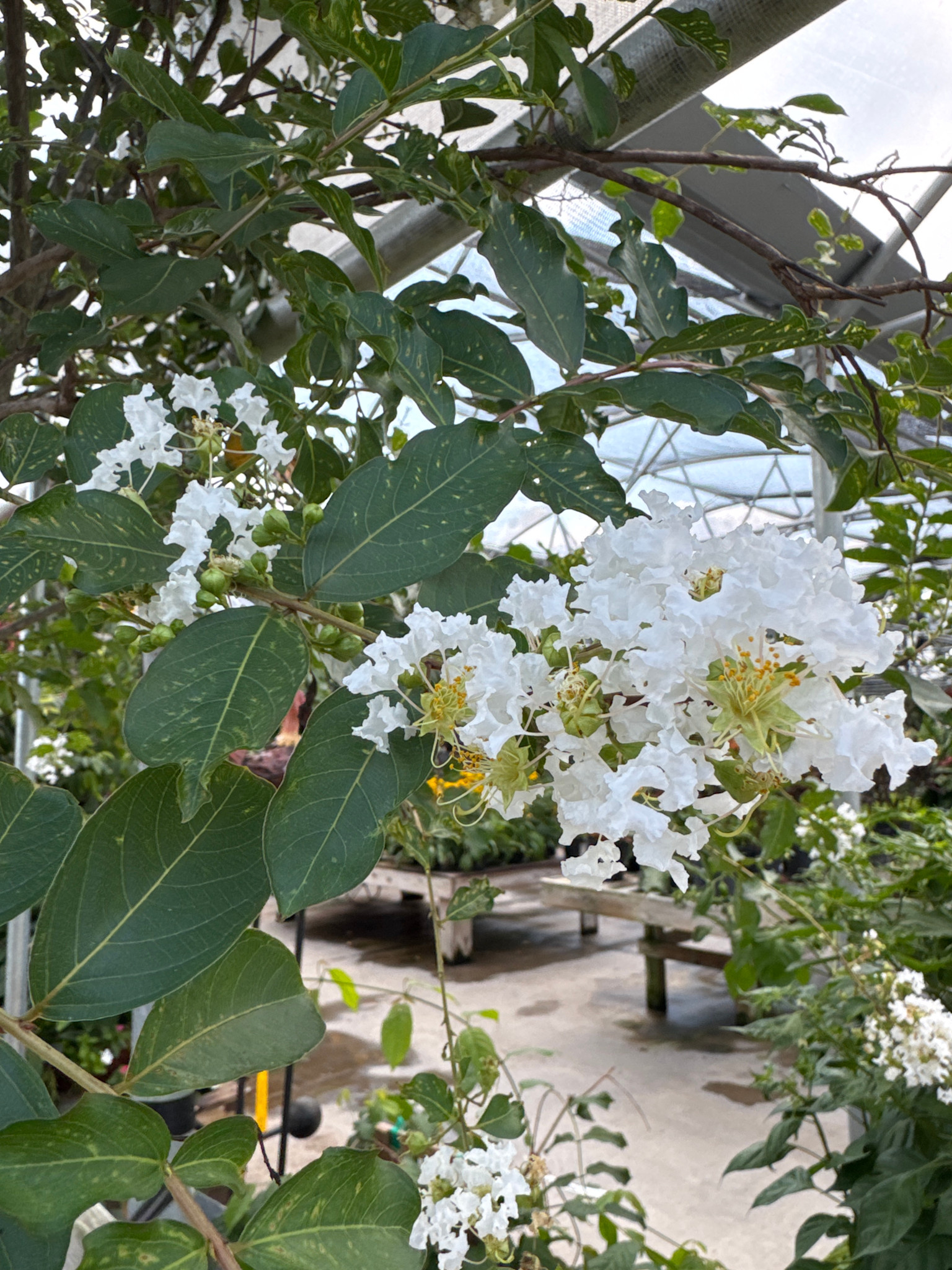 Natchez Crape Myrtle 30 Gallon - Lagerstroemia indica 'Natchez'