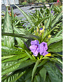 'KATIE' RUELLIA MEXICAN PETUNIA, 1 GALLON