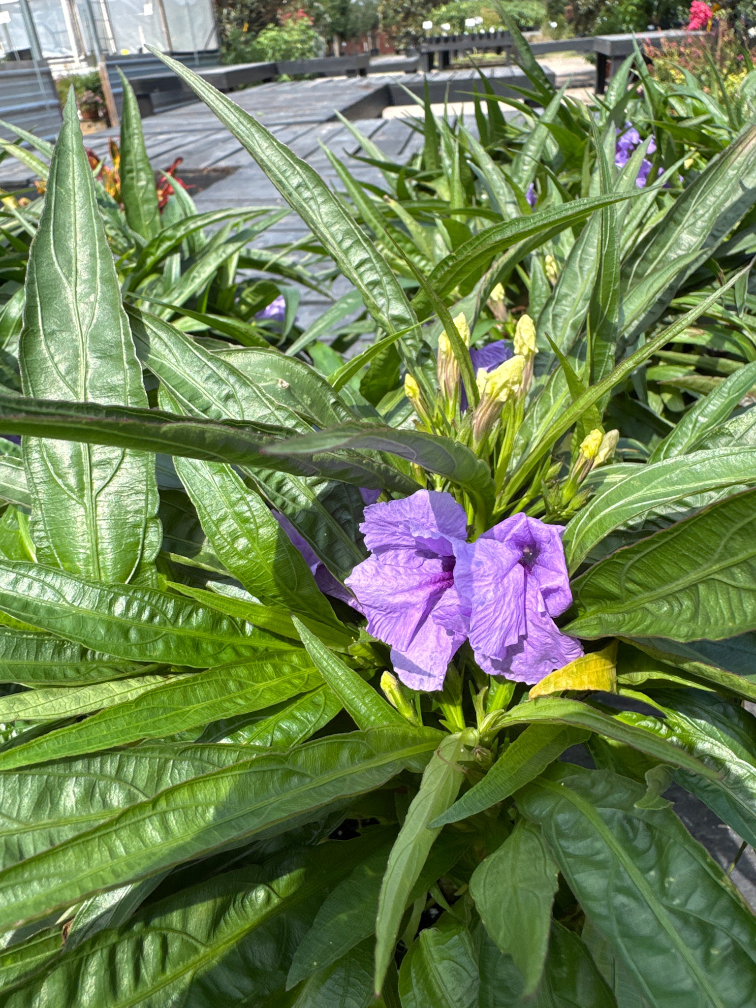 'KATIE' RUELLIA MEXICAN PETUNIA, 1 GALLON