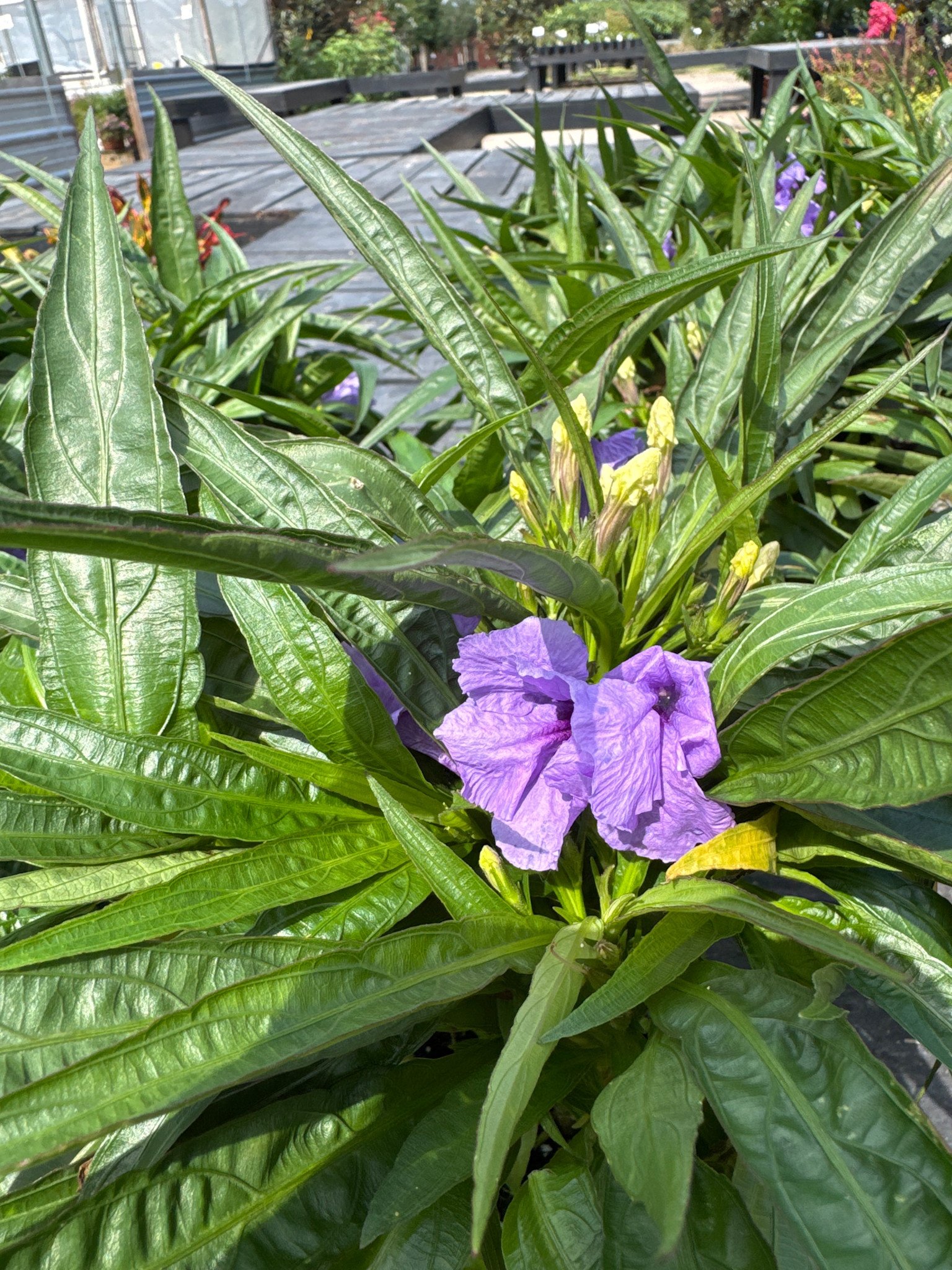 RUELLIA, 'KATIE, 'MEXICAN PETUNIA', 1G