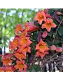 Tangerine Beauty Crossvine 1 Gallon - Bignonia capreolata 'Tangerine Beauty'