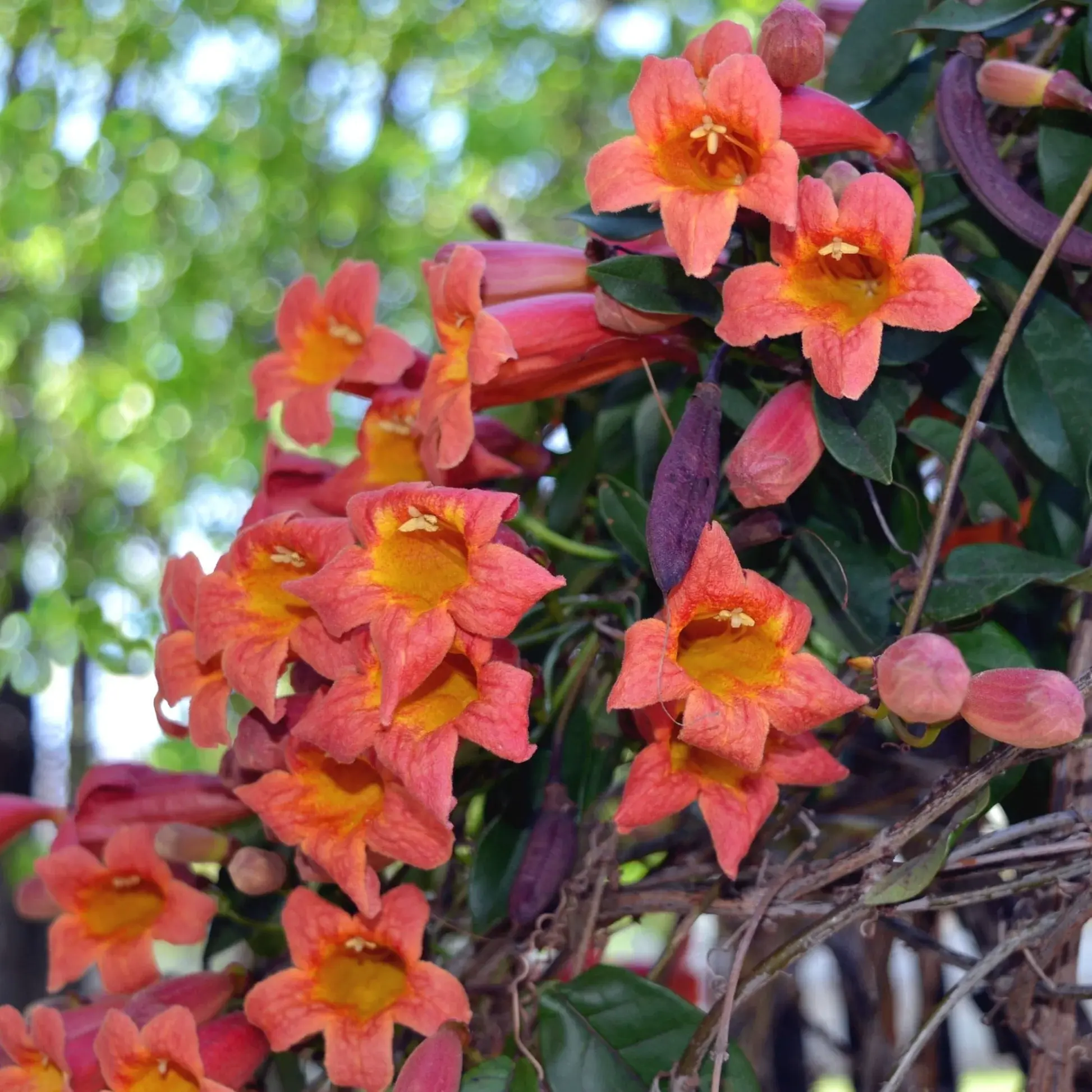 Tangerine Beauty Crossvine 1 Gallon - Bignonia capreolata 'Tangerine Beauty'