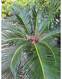 Sago Palm 3 Gallon - Cycas revoluta