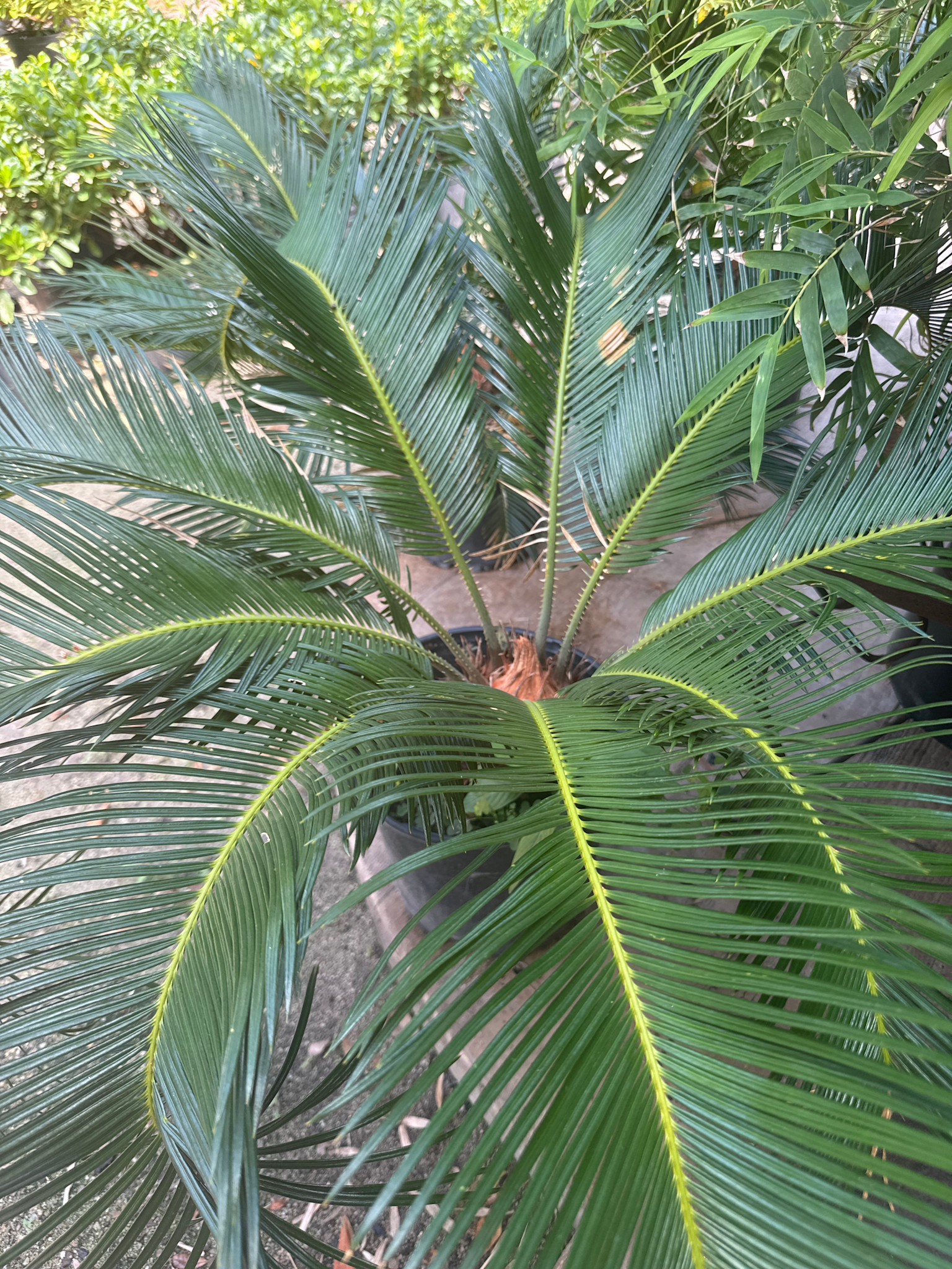 Sago Palm 3 Gallon - Cycas revoluta