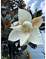 Little Gem Magnolia 100 Gallon - Magnolia grandiflora 'Little Gem'