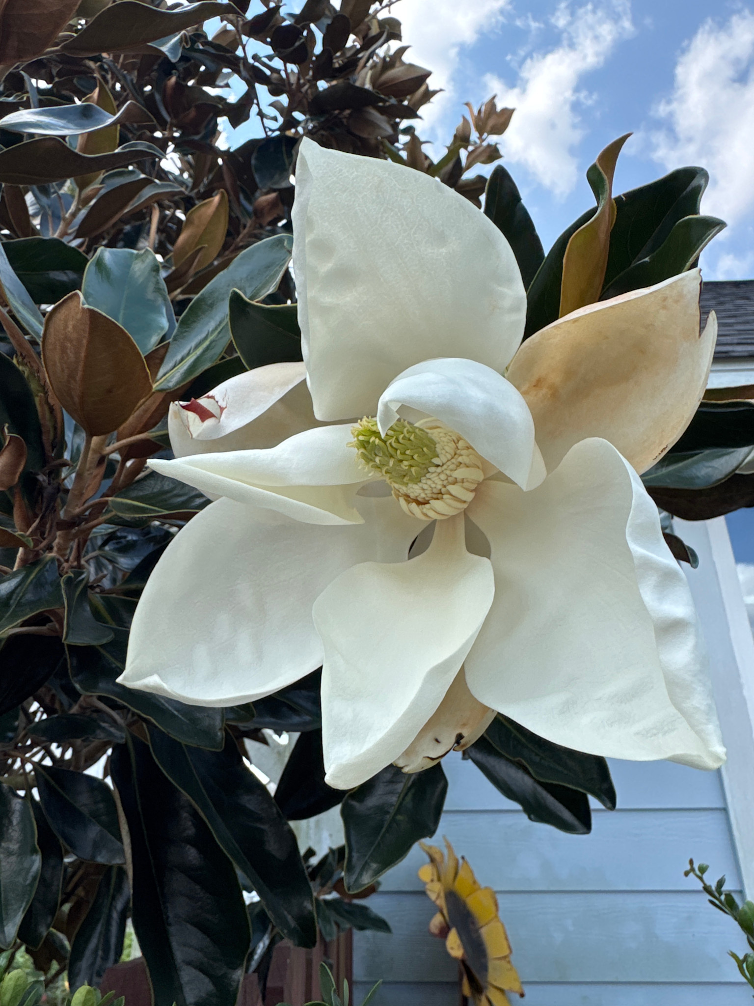 Little Gem Magnolia 100 Gallon - Magnolia grandiflora 'Little Gem'