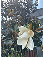 Little Gem Magnolia 30 Gallon - Magnolia grandiflora 'Little Gem'