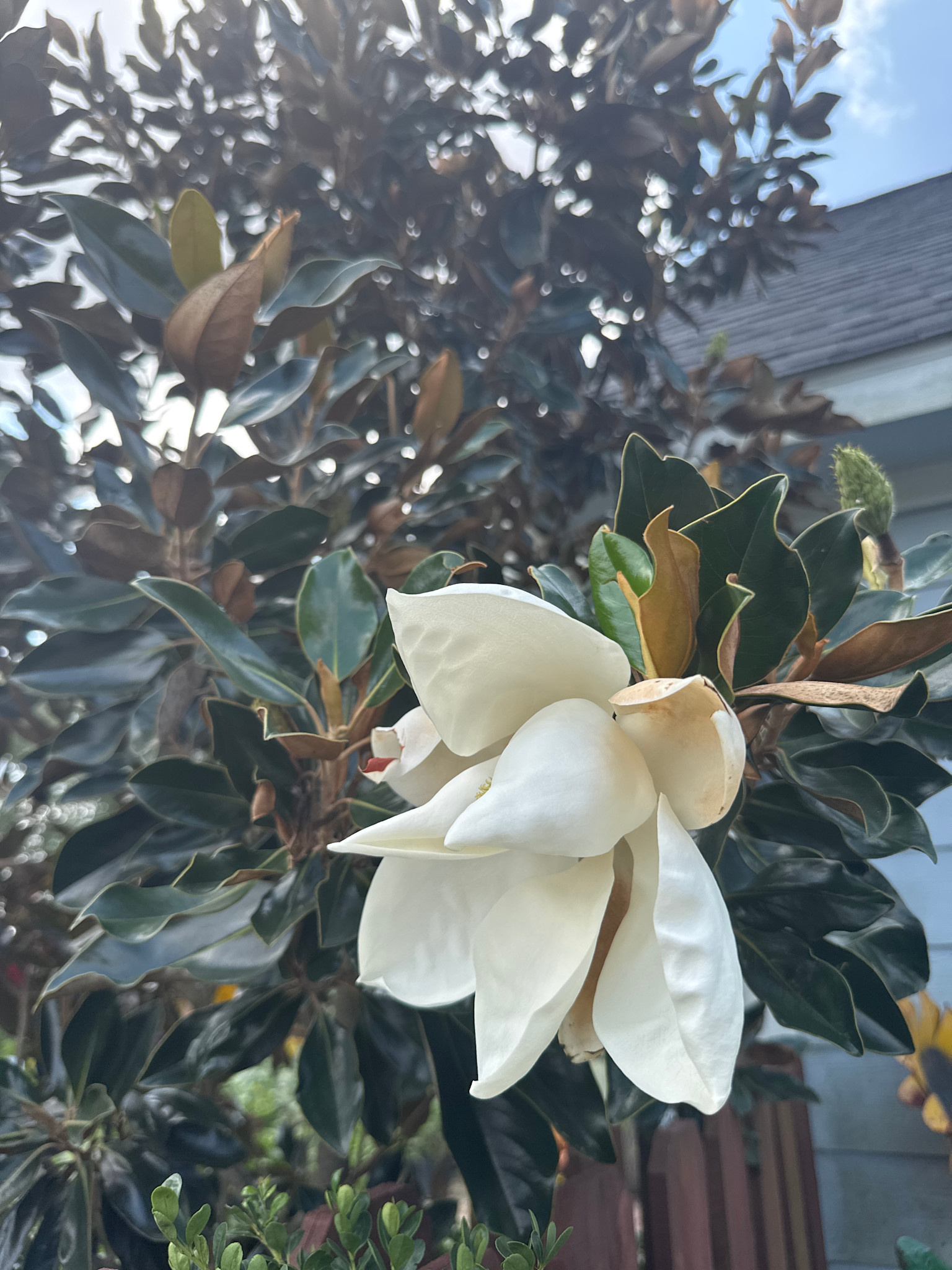Little Gem Magnolia 30 Gallon - Magnolia grandiflora 'Little Gem'