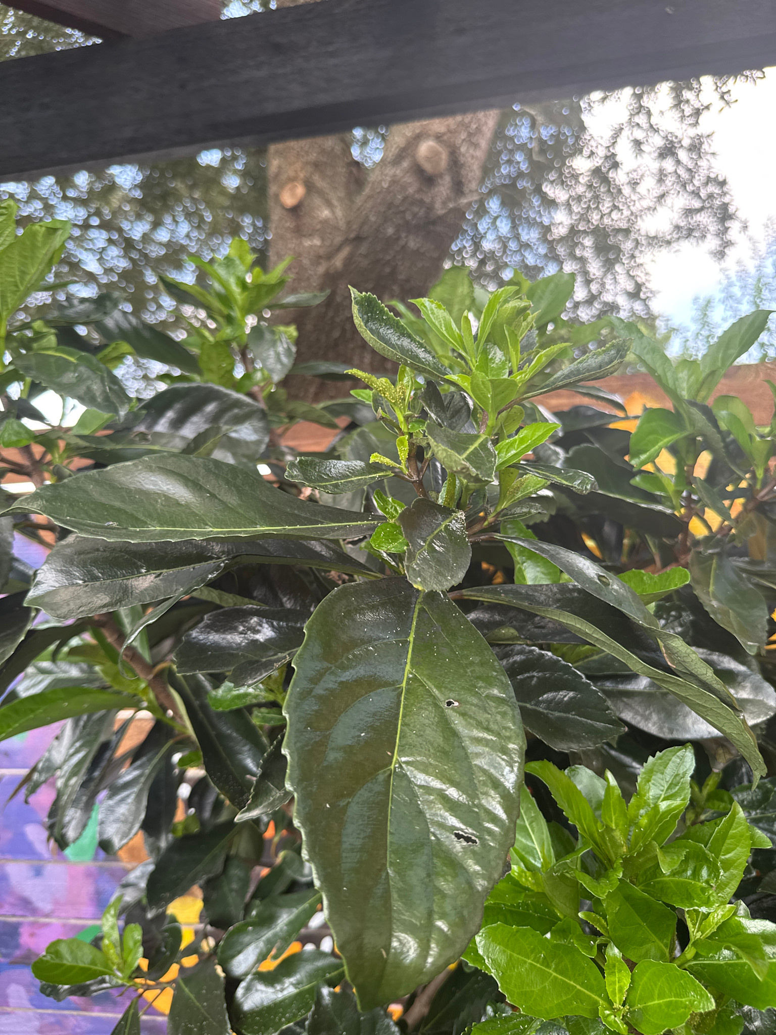 Viburnum 'Awabuki' 15 Gallon - Large Evergreen Screening Shrub