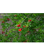 FRUIT TREE, 'POMEGRANATE, 'GARNET SASH', 3G