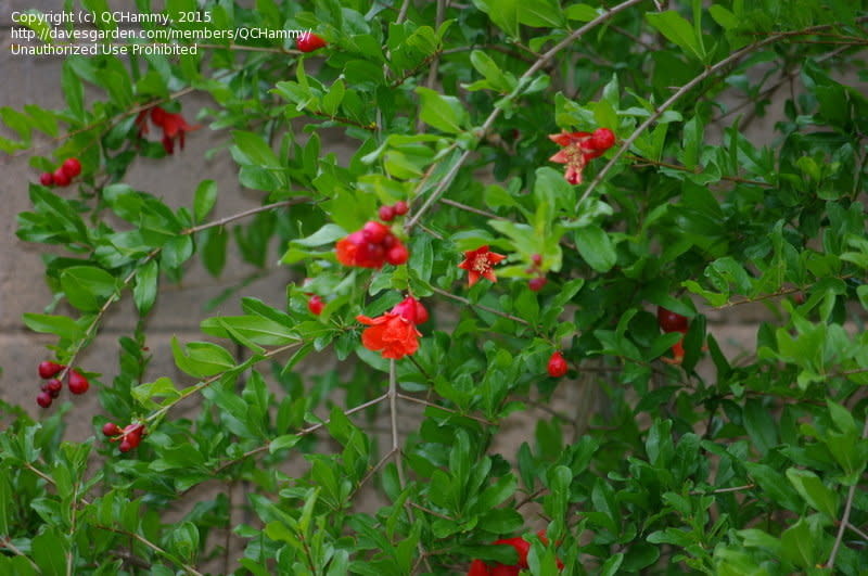 FRUIT TREE, 'POMEGRANATE, 'GARNET SASH', 3G
