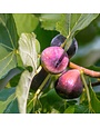 FRUIT TREE, FIG, 'LSU PURPLE', 3G