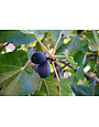 FRUIT TREE, 'FIG, 'BLACK MISSION', 3 OR 5G