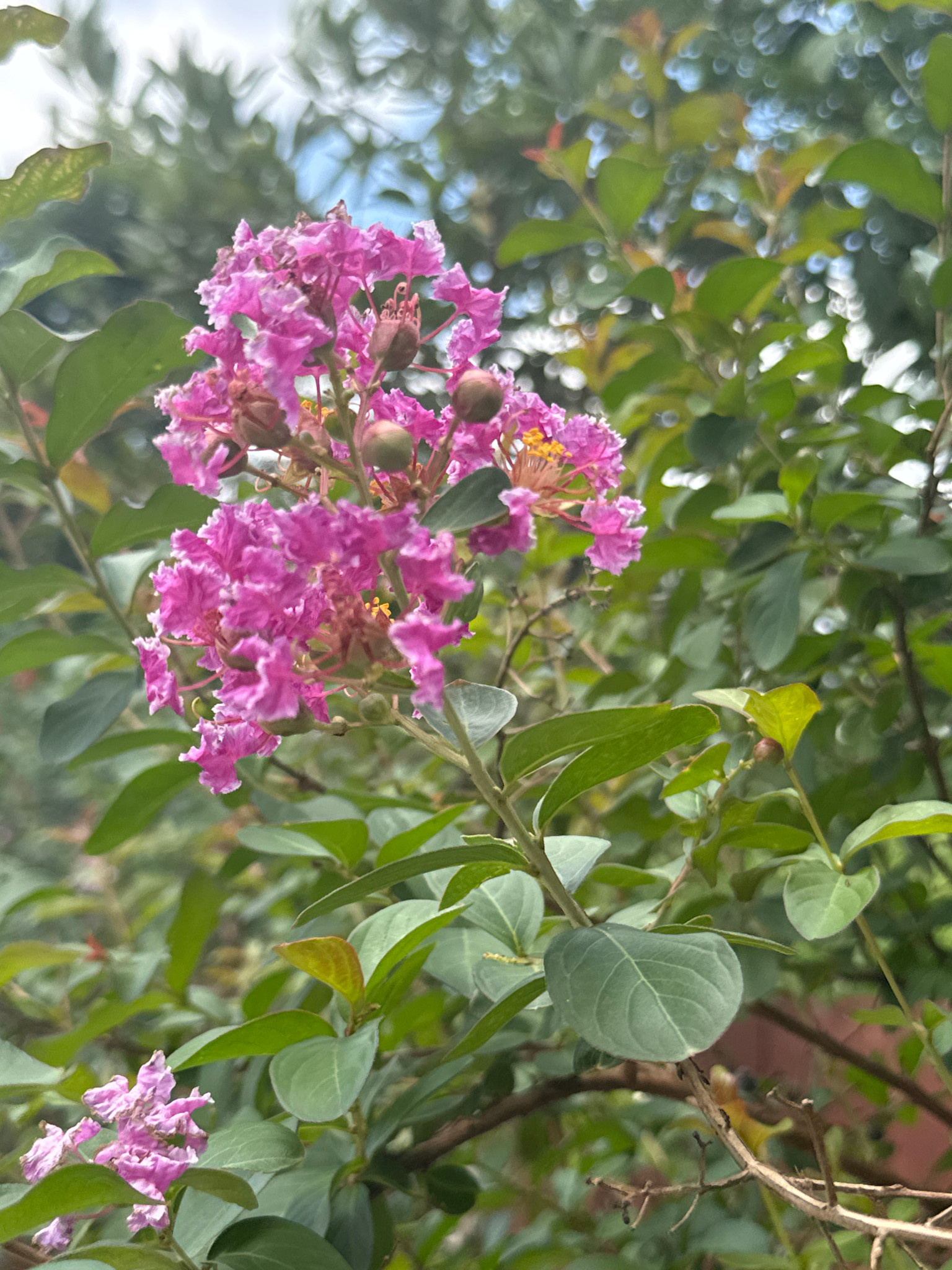 Twilight Crape Myrtle 15 Gallon - Lagerstroemia indica 'Twilight'