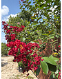 Colorama Scarlet Crape Myrtle 15 Gallon - Lagerstroemia indica 'Colorama Scarlet'