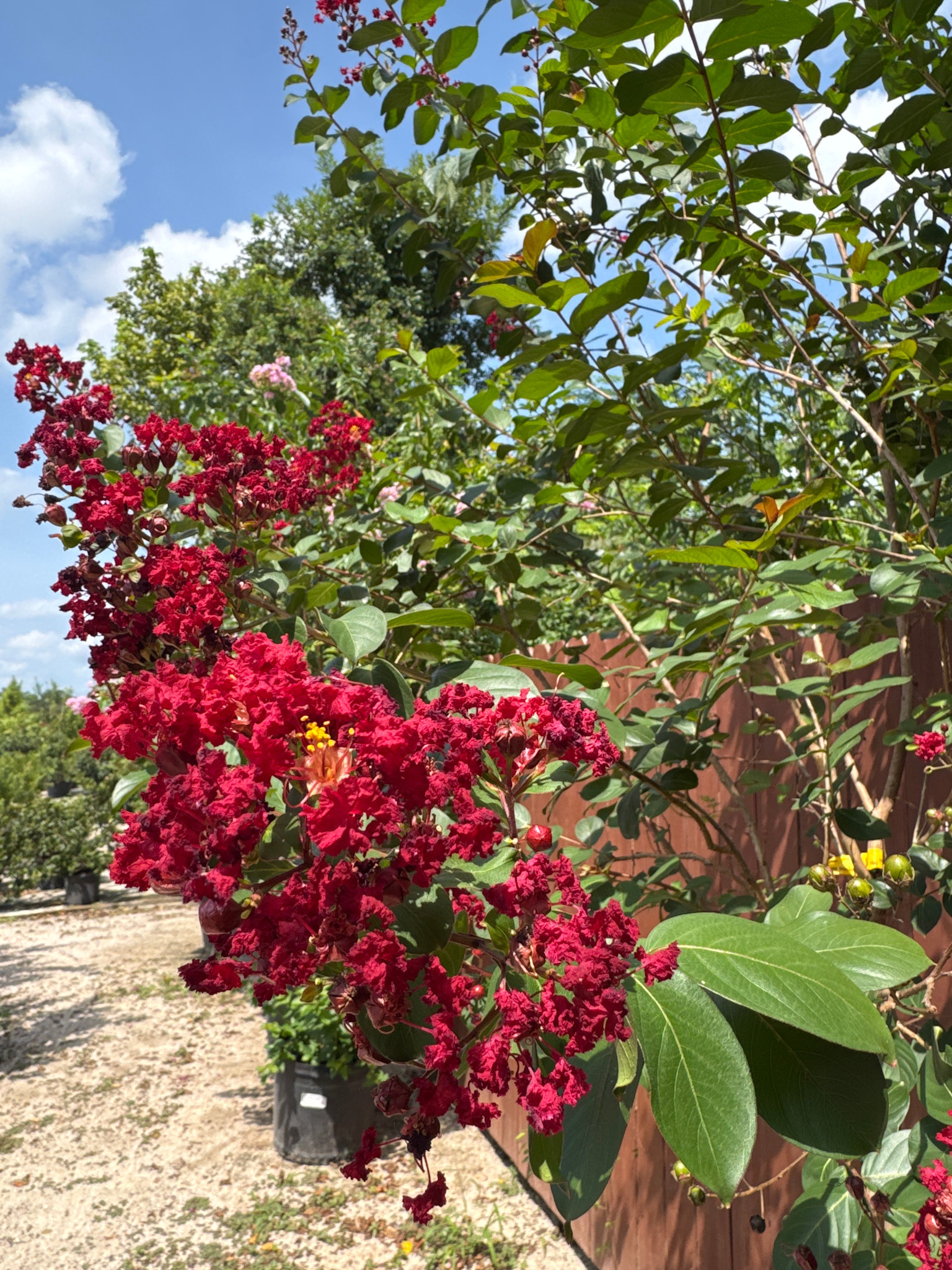 Colorama Scarlet Crape Myrtle 15 Gallon - Lagerstroemia indica 'Colorama Scarlet'