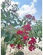 Colorama Scarlet Crape Myrtle 30 Gallon - Lagerstroemia indica 'Colorama Scarlet'