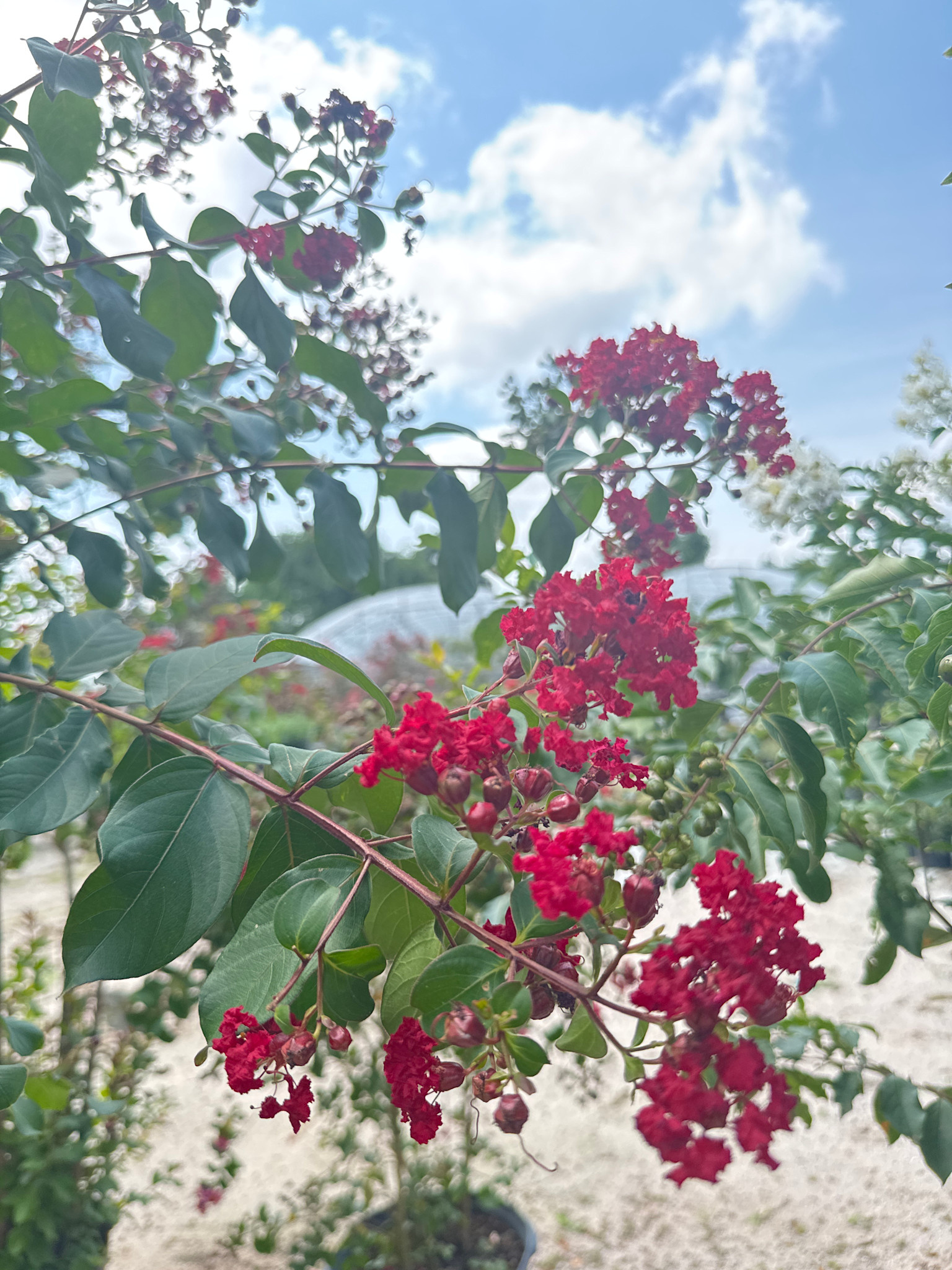 Colorama Scarlet Crape Myrtle 30 Gallon - Lagerstroemia indica 'Colorama Scarlet'