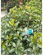 Clara Hawthorn 7 Gallon - Rhaphiolepis indica 'Clara'
