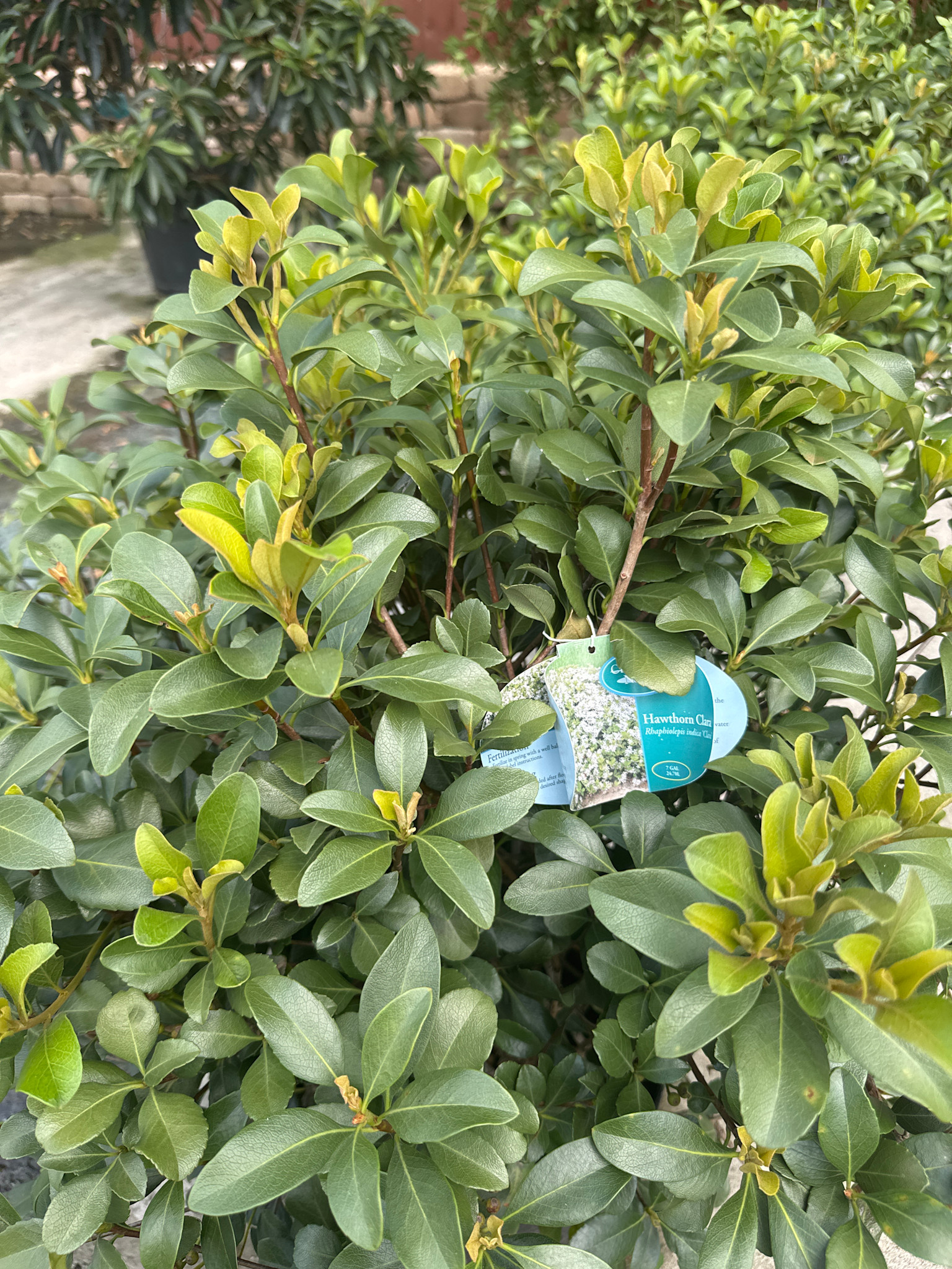 ‘CLARA’ INDIAN HAWTHORN, 7 GALLON