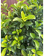 Viburnum 'Sweet' 3 Gallon - Fragrant Evergreen Shrub
