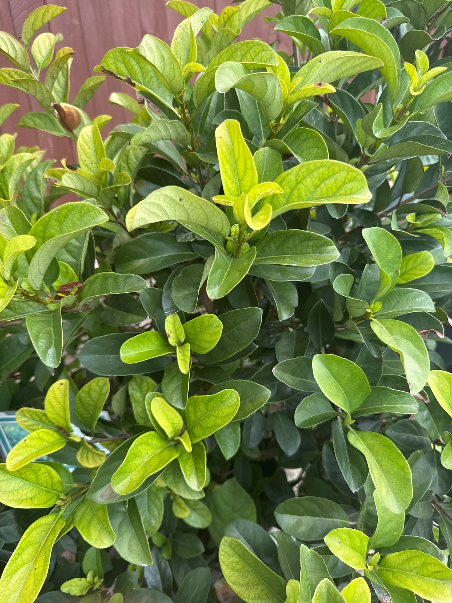 Viburnum 'Sweet' 3 Gallon - Fragrant Evergreen Shrub