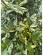 Eagleston Holly Field Transplant 45 Gallon - Ilex × attenuata 'Eagleston'